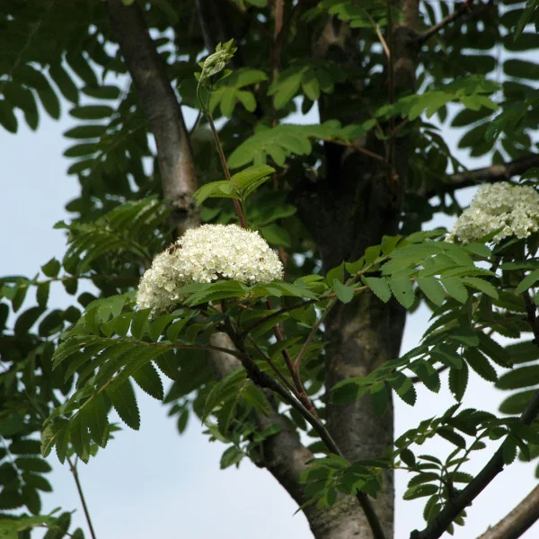 Sorbus aucuparia 'Sheerwater Seedling' – jeřáb ptačí  'Sheerwater Seedling'
