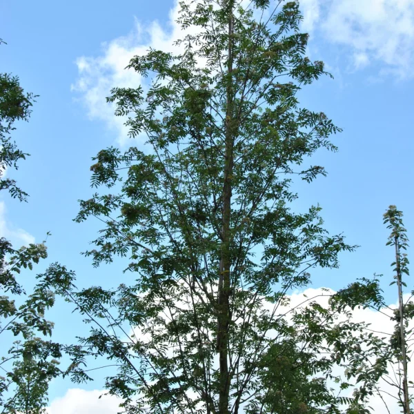 Sorbus aucuparia 'Wettra' – jeřáb ptačí 'Wettra'