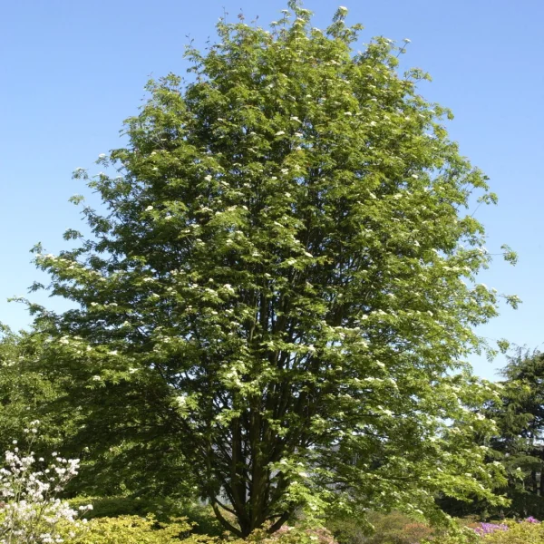Sorbus commixta – jeřáb pomíchaný