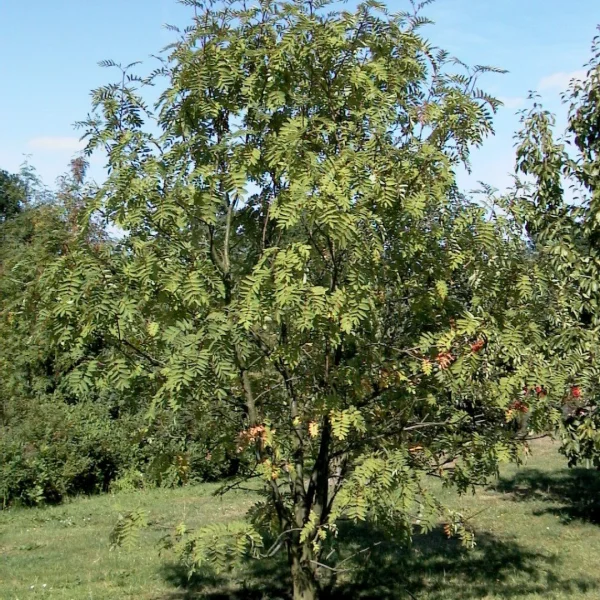 Sorbus decora – jeřáb ozdobný