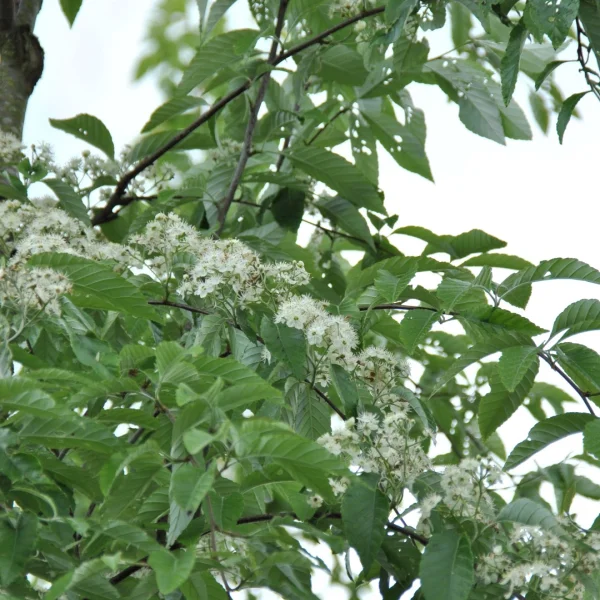 Sorbus folgneri 'Emiel' – jeřáb Folgnerův 'Emiel'