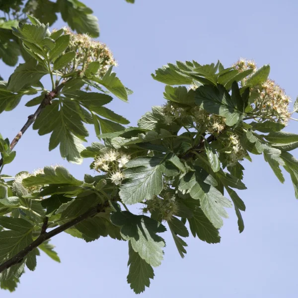 Sorbus hybrida 'Gibbsii' – jeřáb hybrid 'Gibbsii'