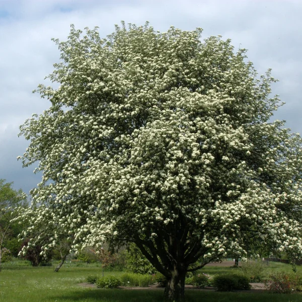 Sorbus intermedia – jeřáb prostřední