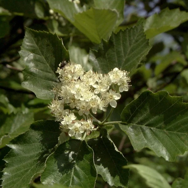 Sorbus latifolia 'Henk Vink' – jeřáb širolistý 'Henk Vink'