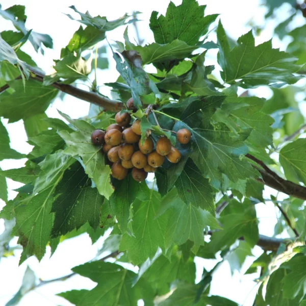 Sorbus torminalis – jeřáb břek