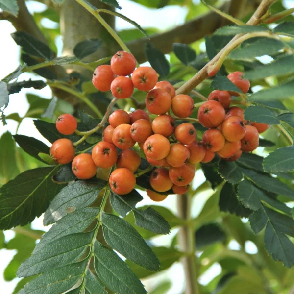 Sorbus 'Astrid' – jeřáb 'Astrid'