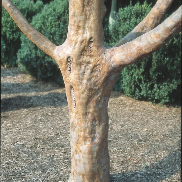 Stewartia monadelpha – stevarcie jednobratrá