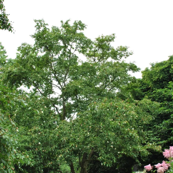 Stewartia pseudocamellia 'Koreana' – stewartie pseudokaméliovitá 'Koreana'