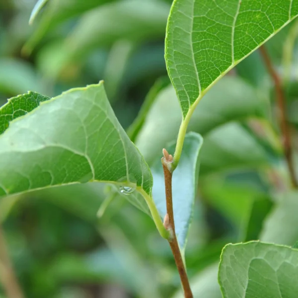 Styrax japonicus 'June Snow' – sturač japonský 'June Snow'