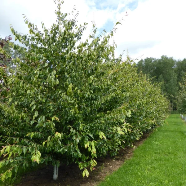 Sycoparrotia semidecidua – sykoparocie