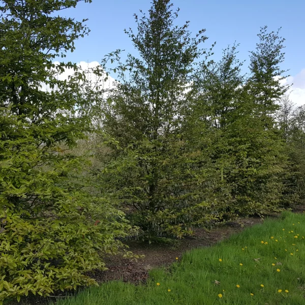 Sycopsis sinensis – sycopsis čínský