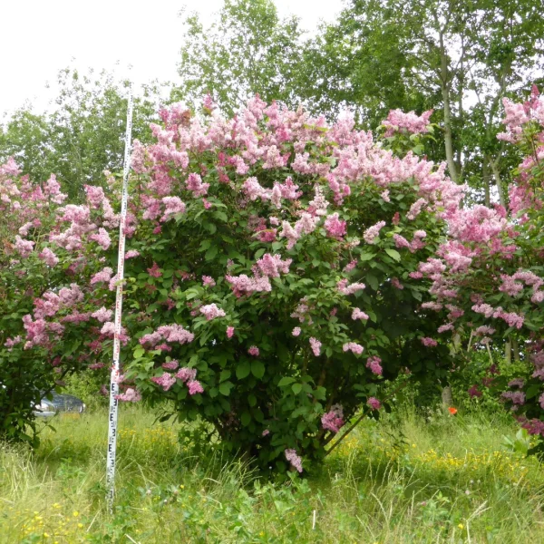Syringa josikaea – šeřík karpatský