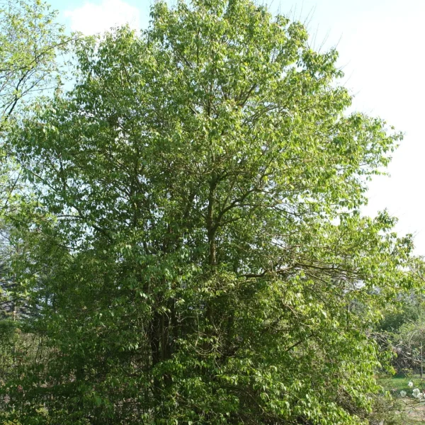 Syringa pekinensis – šeřík pekingský
