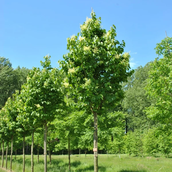 Syringa reticulata 'Ivory Silk' – šeřík japonský syn. š. síťnatý  'Ivory Silk'