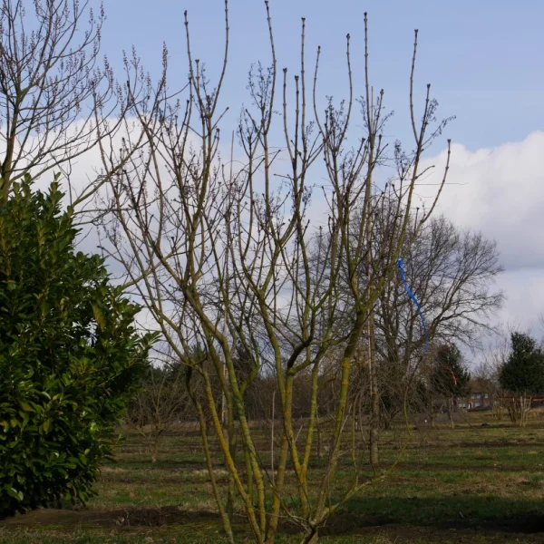 Syringa vulgaris – šeřík obecný