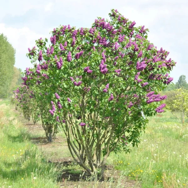 Syringa vulgaris 'Andenken an Ludwig Späth' – šeřík obecný 'Andenken an Ludwig Späth'