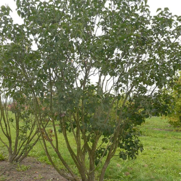 Syringa vulgaris 'Belle de Nancy' – šeřík obecný 'Belle de Nancy'