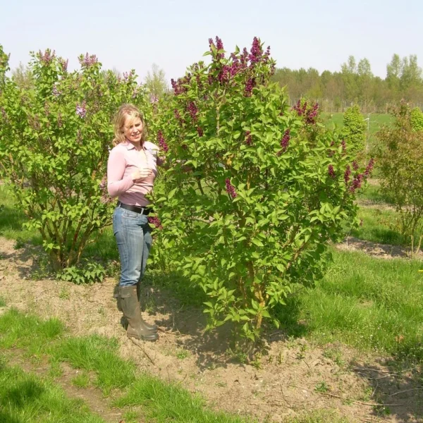 Syringa vulgaris 'Charles Joly' – šeřík obecný 'Charles Joly'