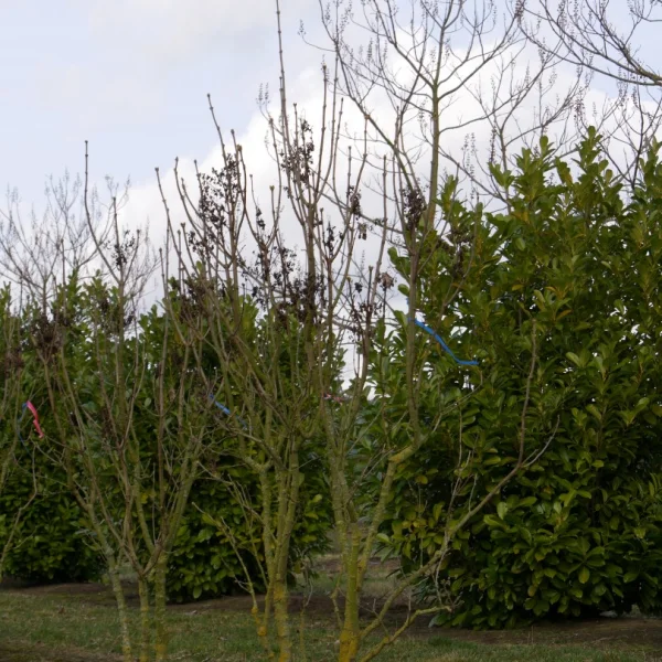 Syringa vulgaris 'Maximowicz' – šeřík obecný 'Maximowicz'