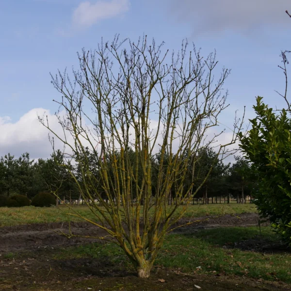 Syringa vulgaris 'Michel Buchner' – šeřík obecný 'Michel Buchner'