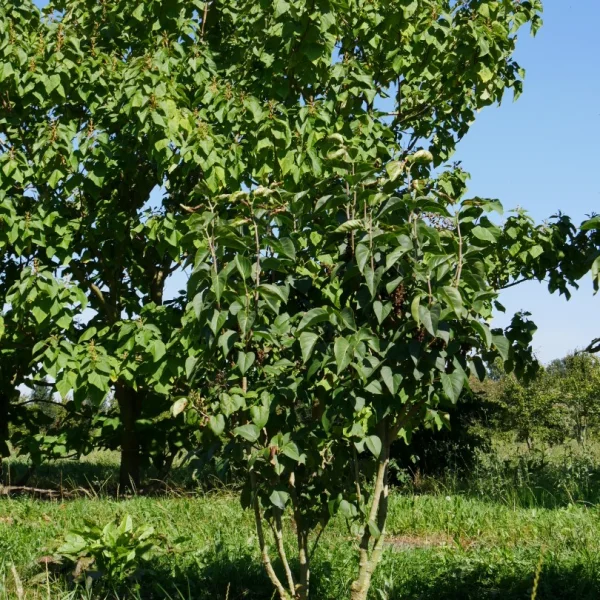 Syringa vulgaris 'Monique Lemoine' – šeřík obecný 'Monique Lemoine'