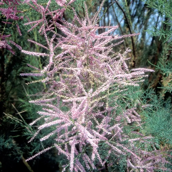 Tamarix tetrandra – Tamaryšek čtyřmužný