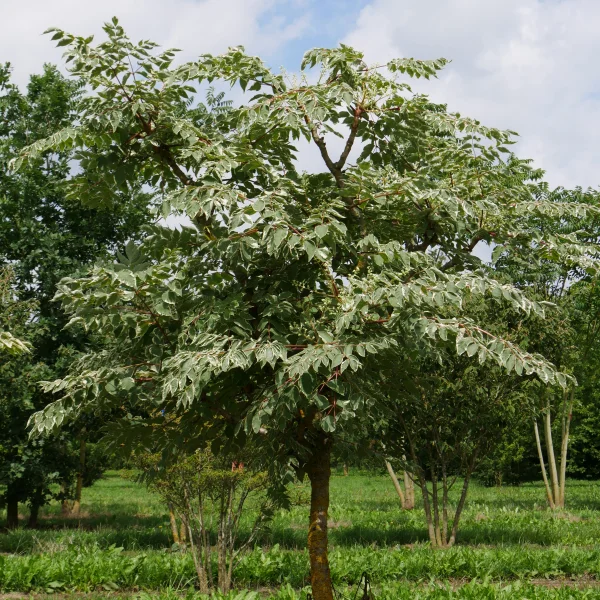 Aralia elata 'Variegata' – arálie štíhlá 'Variegata'