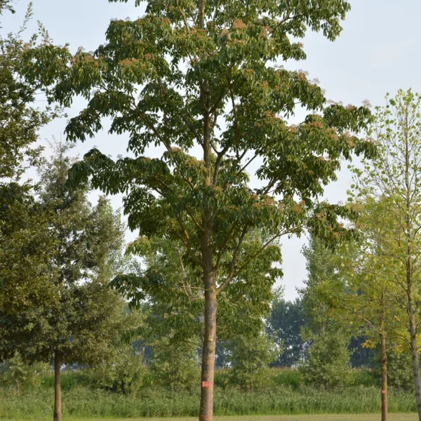 Tetradium daniellii &ndash; čtverák Daniellův