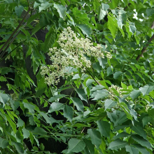 Tetradium daniellii – čtverák Daniellův
