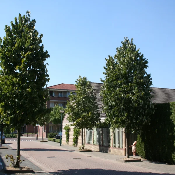 Tilia americana 'Moltkei' – lípa americká 'Moltkei'