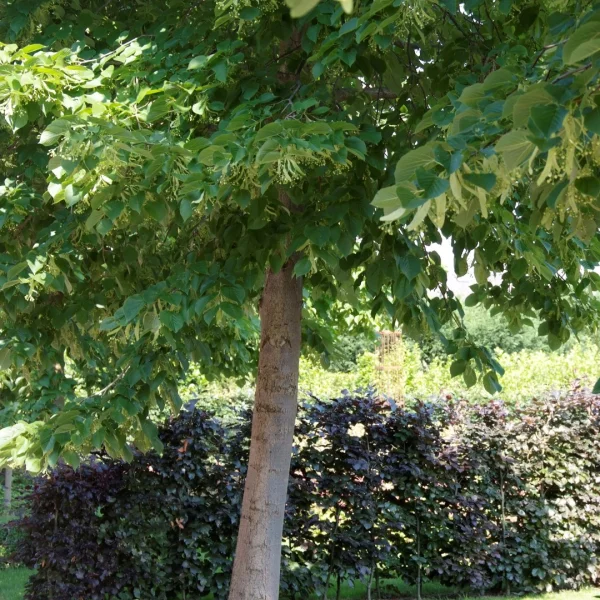 Tilia americana 'Nova' – lípa americká 'Nova'