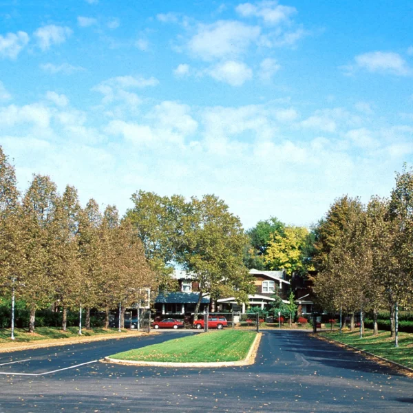 Tilia americana 'Redmond' – lípa americká 'Redmond'
