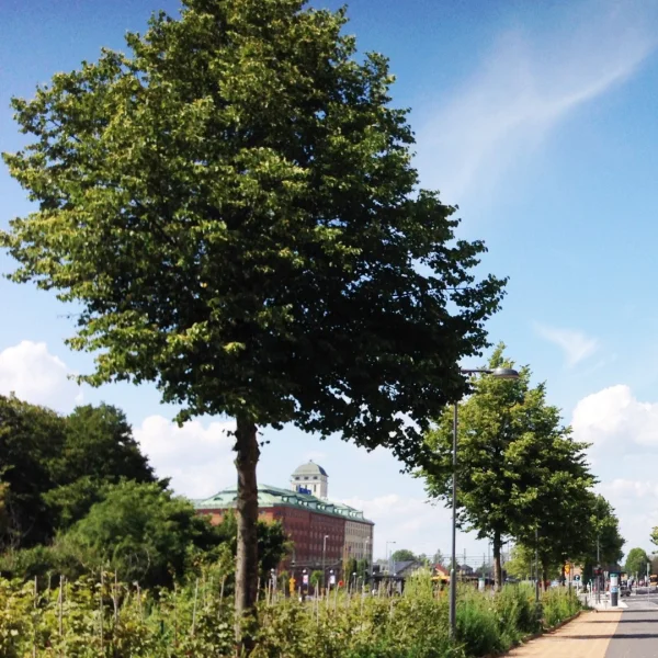 Tilia cordata 'Böhlje' – lípa srdčitá 'Böhlje'