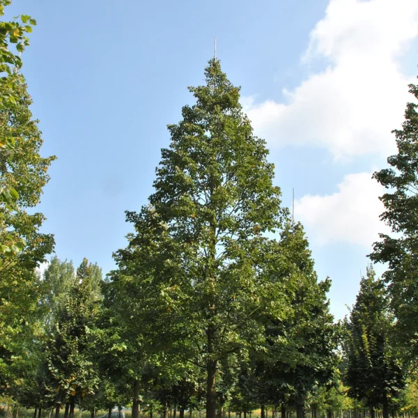 Tilia cordata CORINTHIAN ('Corzam') – lípa srdčitá CORINTHIAN ('Corzam')