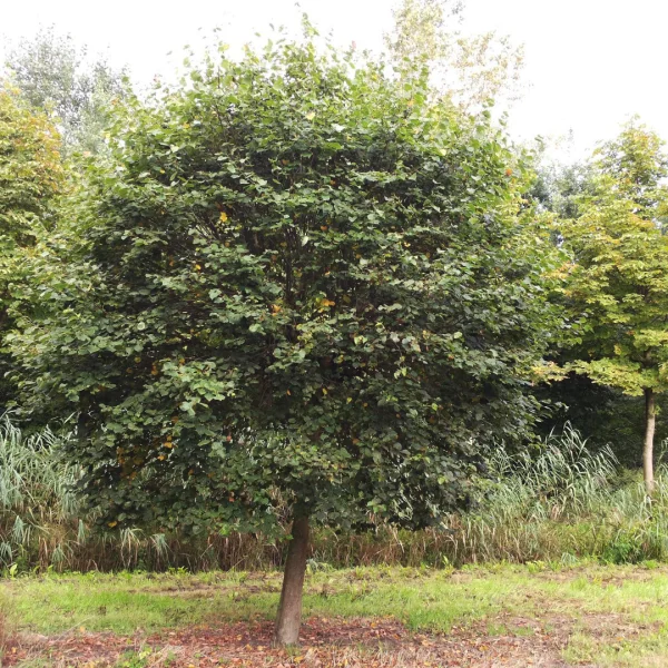 Tilia cordata 'Monto' – lípa srdčitá 'Monto'
