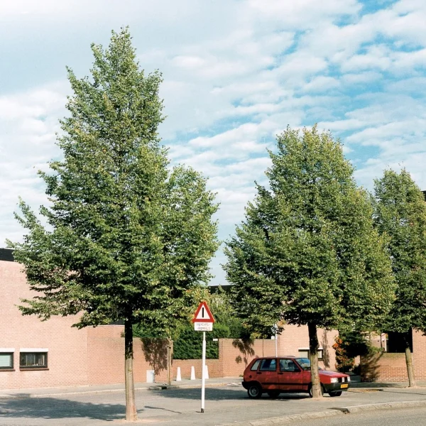 Tilia cordata 'Rancho' – lípa srdčitá 'Rancho'