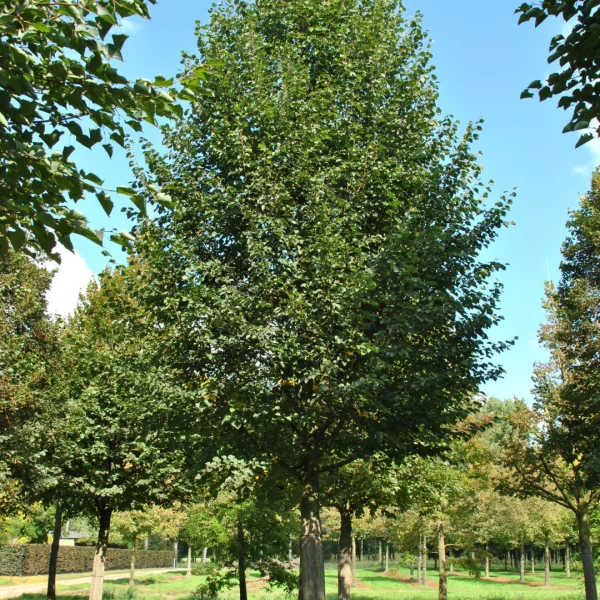Tilia cordata 'Roelvo' – lípa srdčitá 'Roelvo'