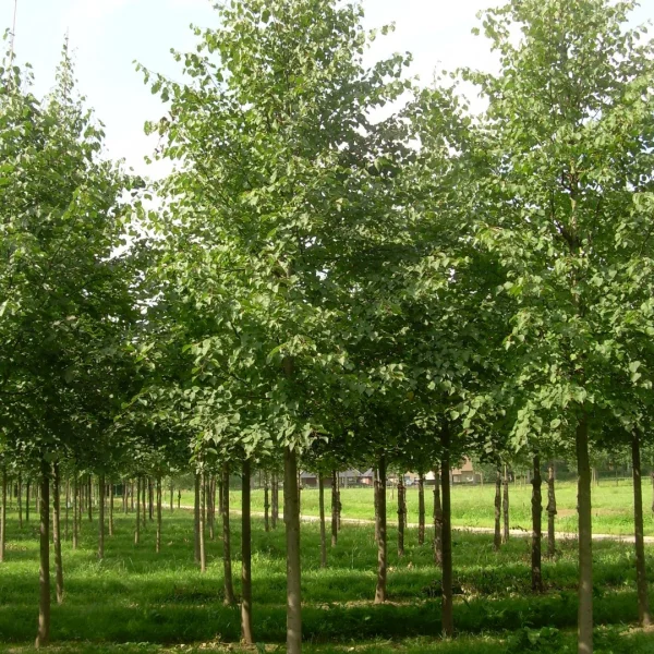 Tilia cordata 'Savaria' – lípa srdčitá 'Savaria'