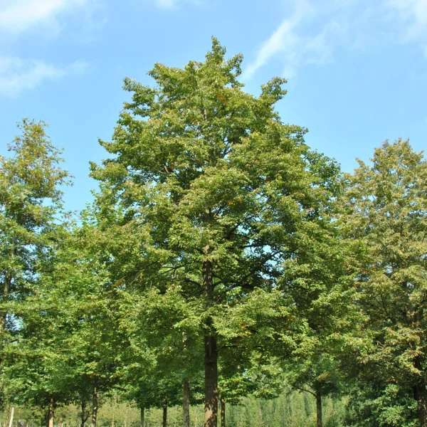 Tilia cordata 'Van Pelt' – lípa srdčitá 'Van Pelt'