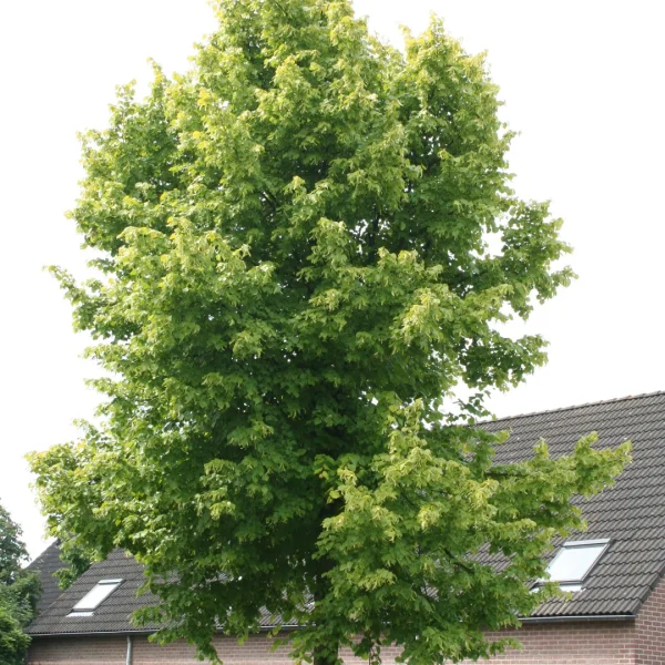 Tilia ×europaea 'Wratislaviensis' – lípa evropská 'Wratislaviensis'