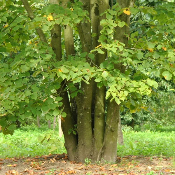 Tilia ×europaea 'Zwarte Linde' – lípa evropská 'Zwarte Linde'