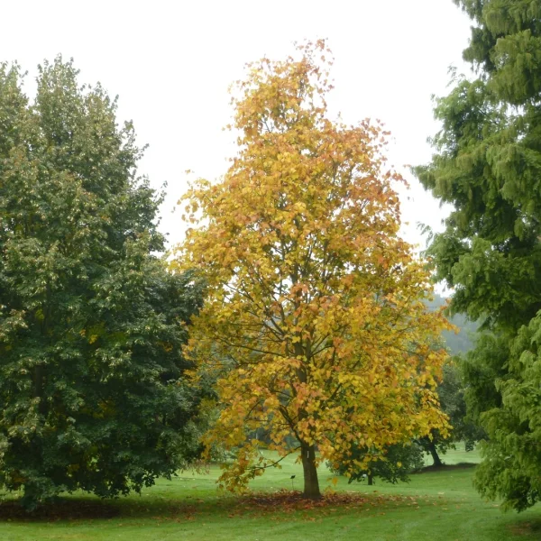 Tilia amurensis var. taquetii – lípa amurská var. taquetii