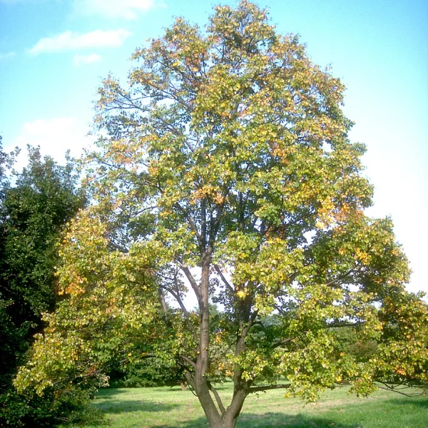 Tilia mongolica – lípa mongolská