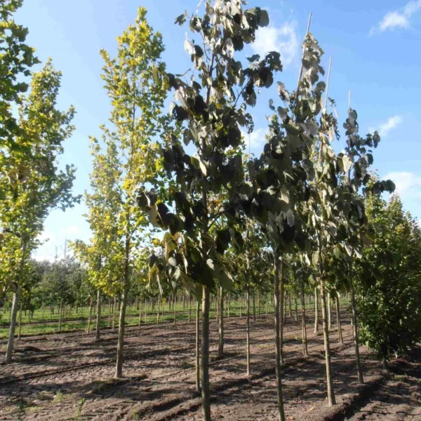 Tilia monticola – lípa horská