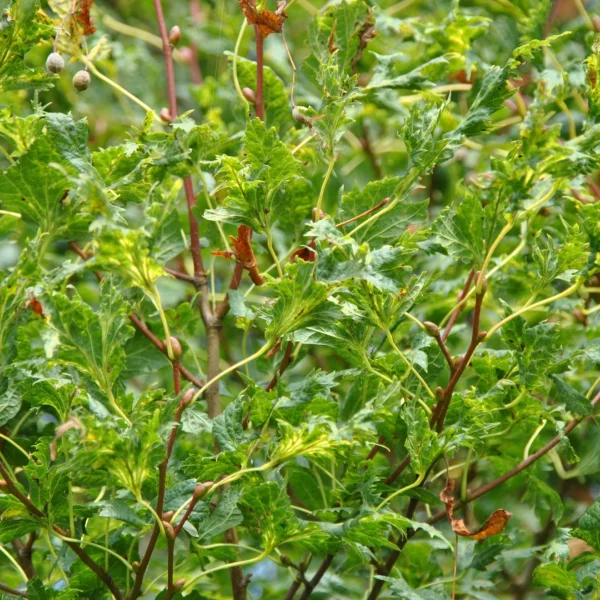 Tilia platyphyllos 'Laciniata' – lípa velkolistá 'Laciniata'