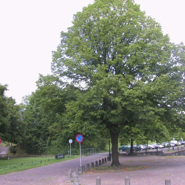 Tilia platyphyllos 'Naarden' – lípa velkolistá 'Naarden'