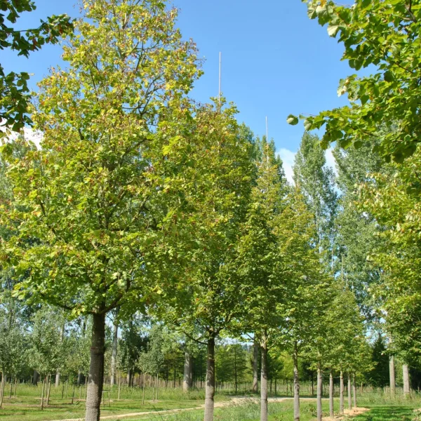 Tilia platyphyllos 'Prince's Street' – lípa velkolistá 'Prince's Street'