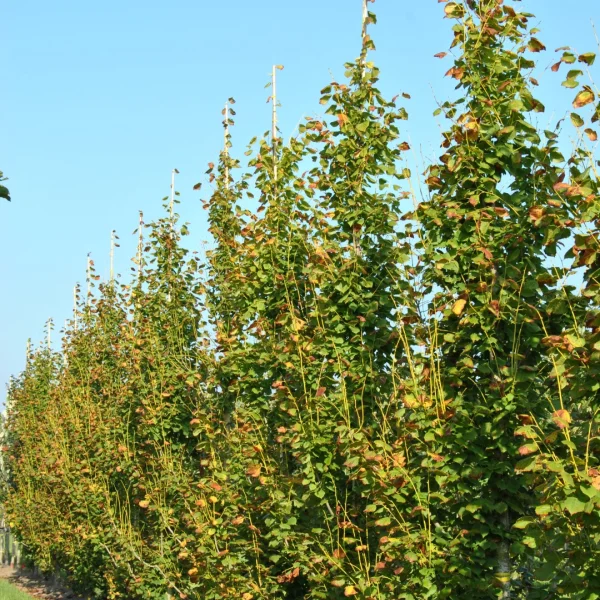 Tilia platyphyllos 'Pyramidalis Aurea' – lípa velkolistá 'Pyramidalis Aurea'