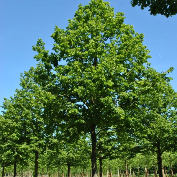Tilia platyphyllos 'Rubra' – lípa velkolistá 'Rubra'