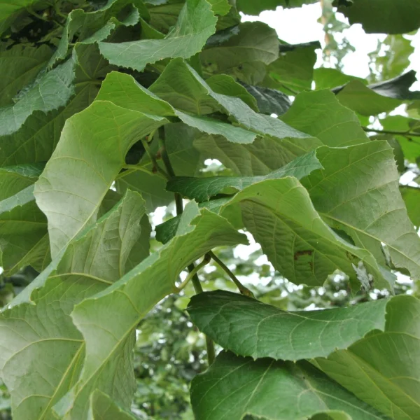 Tilia tomentosa STERLING SILVER ('Wandell') – lípa stříbrná STERLING SILVER ('Wandell')